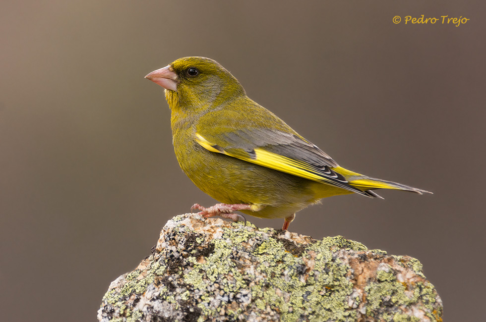 Verderon (Carduelis chloris)